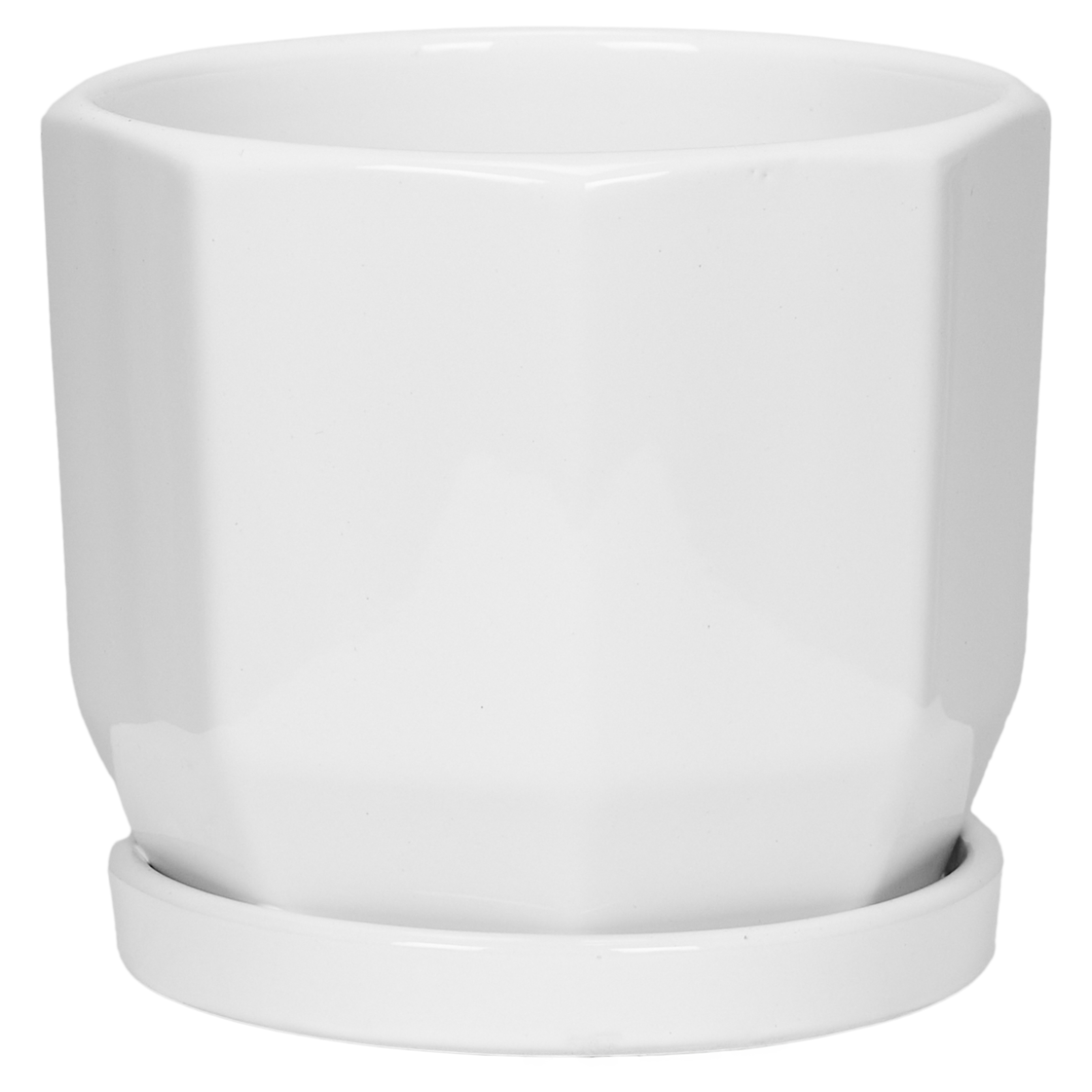 Клен веерный Тромпенбург